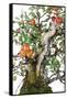 Bonsai Apple-Fabio Petroni-Framed Stretched Canvas