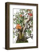 Bonsai Apple-Fabio Petroni-Framed Photographic Print