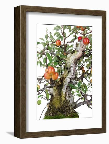 Bonsai Apple-Fabio Petroni-Framed Photographic Print