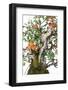 Bonsai Apple-Fabio Petroni-Framed Photographic Print