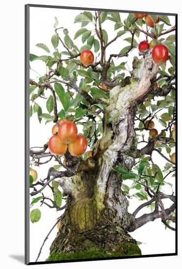 Bonsai Apple-Fabio Petroni-Mounted Photographic Print