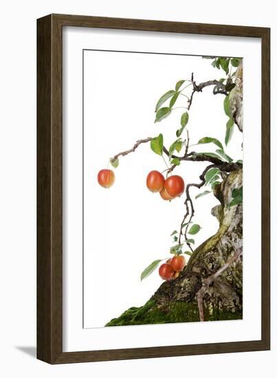 Bonsai Apple-Fabio Petroni-Framed Photographic Print