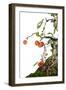 Bonsai Apple-Fabio Petroni-Framed Photographic Print