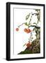 Bonsai Apple-Fabio Petroni-Framed Photographic Print