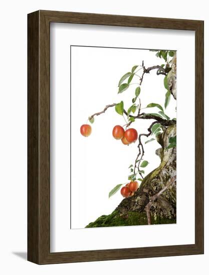 Bonsai Apple-Fabio Petroni-Framed Photographic Print