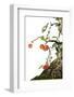 Bonsai Apple-Fabio Petroni-Framed Photographic Print