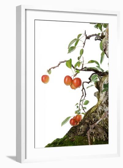 Bonsai Apple-Fabio Petroni-Framed Photographic Print