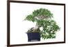 Bonsai Ficus-Fabio Petroni-Framed Photographic Print