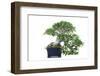 Bonsai Ficus-Fabio Petroni-Framed Photographic Print