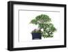 Bonsai Ficus-Fabio Petroni-Framed Photographic Print