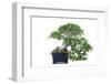 Bonsai Ficus-Fabio Petroni-Framed Photographic Print