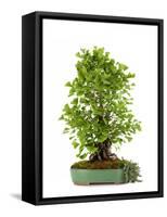 Bonsai Ginko Biloba-Fabio Petroni-Framed Stretched Canvas