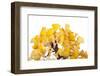 Bonsai Ginko Biloba-Fabio Petroni-Framed Premium Photographic Print