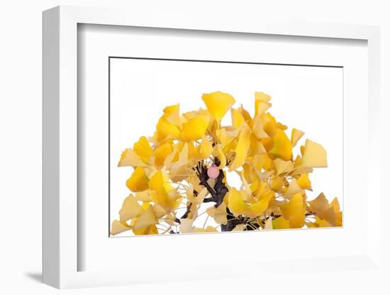 Bonsai Ginko Biloba-Fabio Petroni-Framed Premium Photographic Print