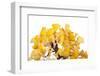 Bonsai Ginko Biloba-Fabio Petroni-Framed Premium Photographic Print