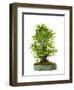 Bonsai Ginko Biloba-Fabio Petroni-Framed Premium Photographic Print