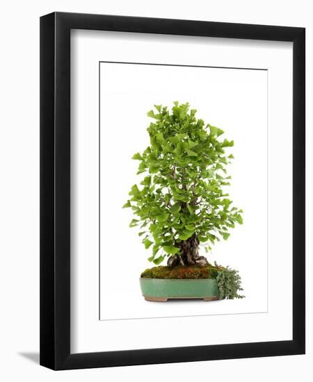 Bonsai Ginko Biloba-Fabio Petroni-Framed Premium Photographic Print