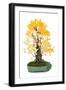 Bonsai Ginko Biloba-Fabio Petroni-Framed Photographic Print