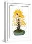 Bonsai Ginko Biloba-Fabio Petroni-Framed Photographic Print