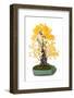 Bonsai Ginko Biloba-Fabio Petroni-Framed Photographic Print