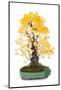 Bonsai Ginko Biloba-Fabio Petroni-Mounted Photographic Print