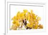 Bonsai Ginko Biloba-Fabio Petroni-Framed Photographic Print