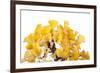 Bonsai Ginko Biloba-Fabio Petroni-Framed Photographic Print