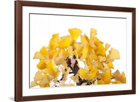 Bonsai Ginko Biloba-Fabio Petroni-Framed Photographic Print