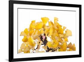 Bonsai Ginko Biloba-Fabio Petroni-Framed Photographic Print