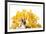 Bonsai Ginko Biloba-Fabio Petroni-Framed Photographic Print