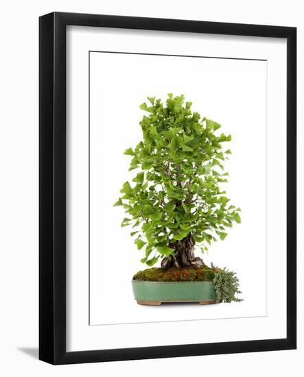 Bonsai Ginko Biloba-Fabio Petroni-Framed Photographic Print