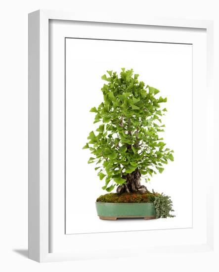 Bonsai Ginko Biloba-Fabio Petroni-Framed Photographic Print