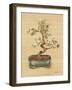 Bonsai II-Cheri Blum-Framed Art Print