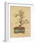 Bonsai II-Cheri Blum-Framed Art Print