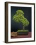 Bonsai, Japanese Art Form, Miniature Tree in Bon-Chris Willson-Framed Photographic Print