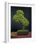 Bonsai, Japanese Art Form, Miniature Tree in Bon-Chris Willson-Framed Photographic Print