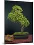 Bonsai, Japanese Art Form, Miniature Tree in Bon-Chris Willson-Mounted Photographic Print