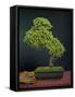 Bonsai, Japanese Art Form, Miniature Tree in Bon-Chris Willson-Framed Stretched Canvas