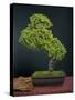 Bonsai, Japanese Art Form, Miniature Tree in Bon-Chris Willson-Stretched Canvas