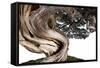 Bonsai Juniper-Fabio Petroni-Framed Stretched Canvas