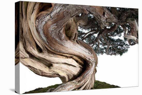 Bonsai Juniper-Fabio Petroni-Stretched Canvas