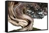 Bonsai Juniper-Fabio Petroni-Framed Stretched Canvas