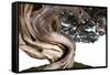 Bonsai Juniper-Fabio Petroni-Framed Stretched Canvas