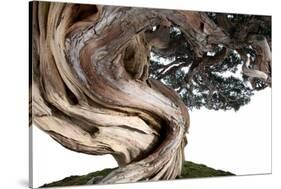 Bonsai Juniper-Fabio Petroni-Stretched Canvas