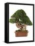 Bonsai Juniper-Fabio Petroni-Framed Stretched Canvas