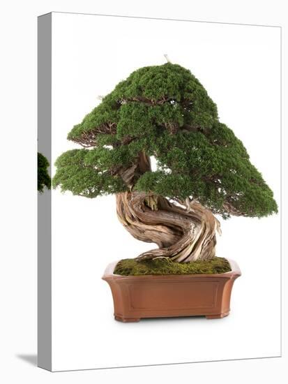 Bonsai Juniper-Fabio Petroni-Stretched Canvas