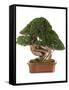 Bonsai Juniper-Fabio Petroni-Framed Stretched Canvas