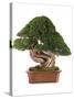 Bonsai Juniper-Fabio Petroni-Stretched Canvas