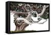 Bonsai Juniper-Fabio Petroni-Framed Stretched Canvas