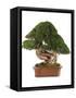 Bonsai Juniper-Fabio Petroni-Framed Stretched Canvas